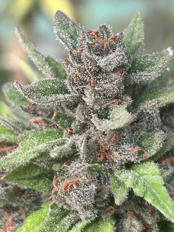 Close-up of a frosted cannabis bud with dense trichomes covering purple and green leaves