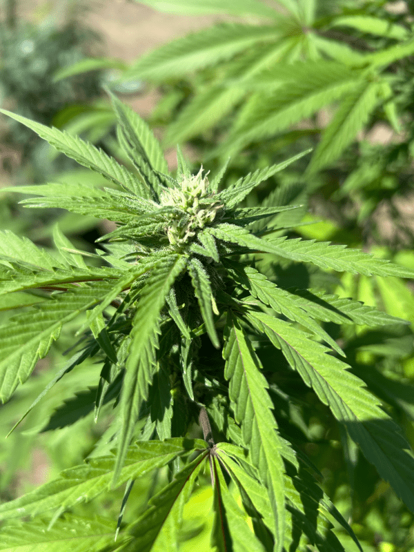 Close-up of a vibrant green cannabis plant with serrated leaves and a budding flower at its center, bathed in bright sunlight.