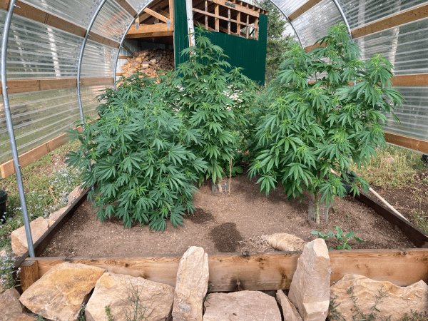 Greenhouse with two large cannabis plants with lush, green leaves. Wooden frame and clear roof structure visible, with rocks in the foreground.