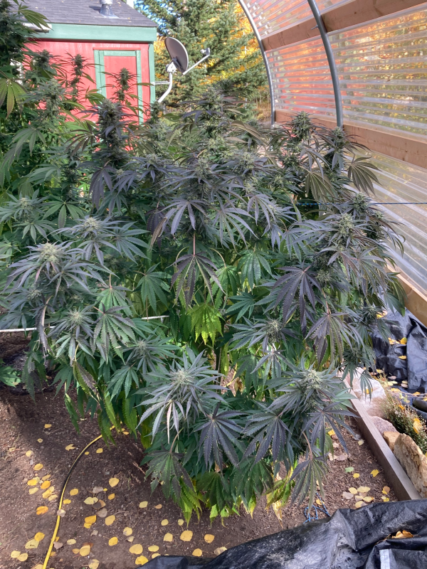 Cannabis Plant Growing