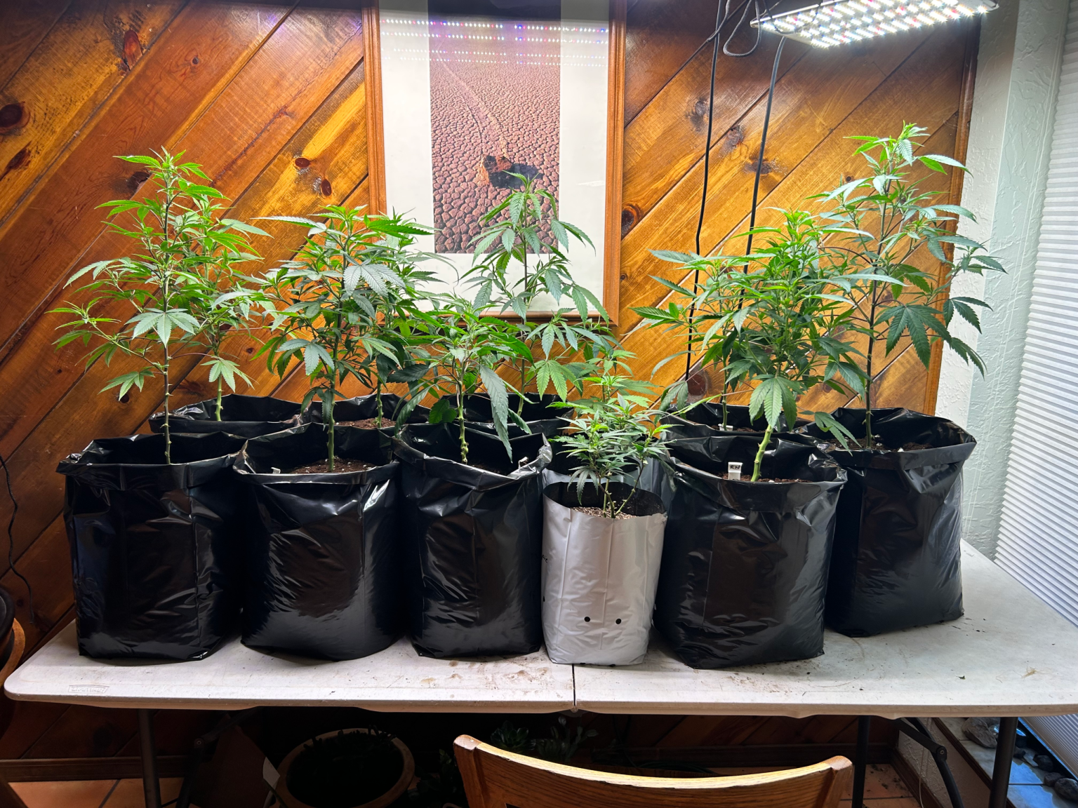Cannabis Plants