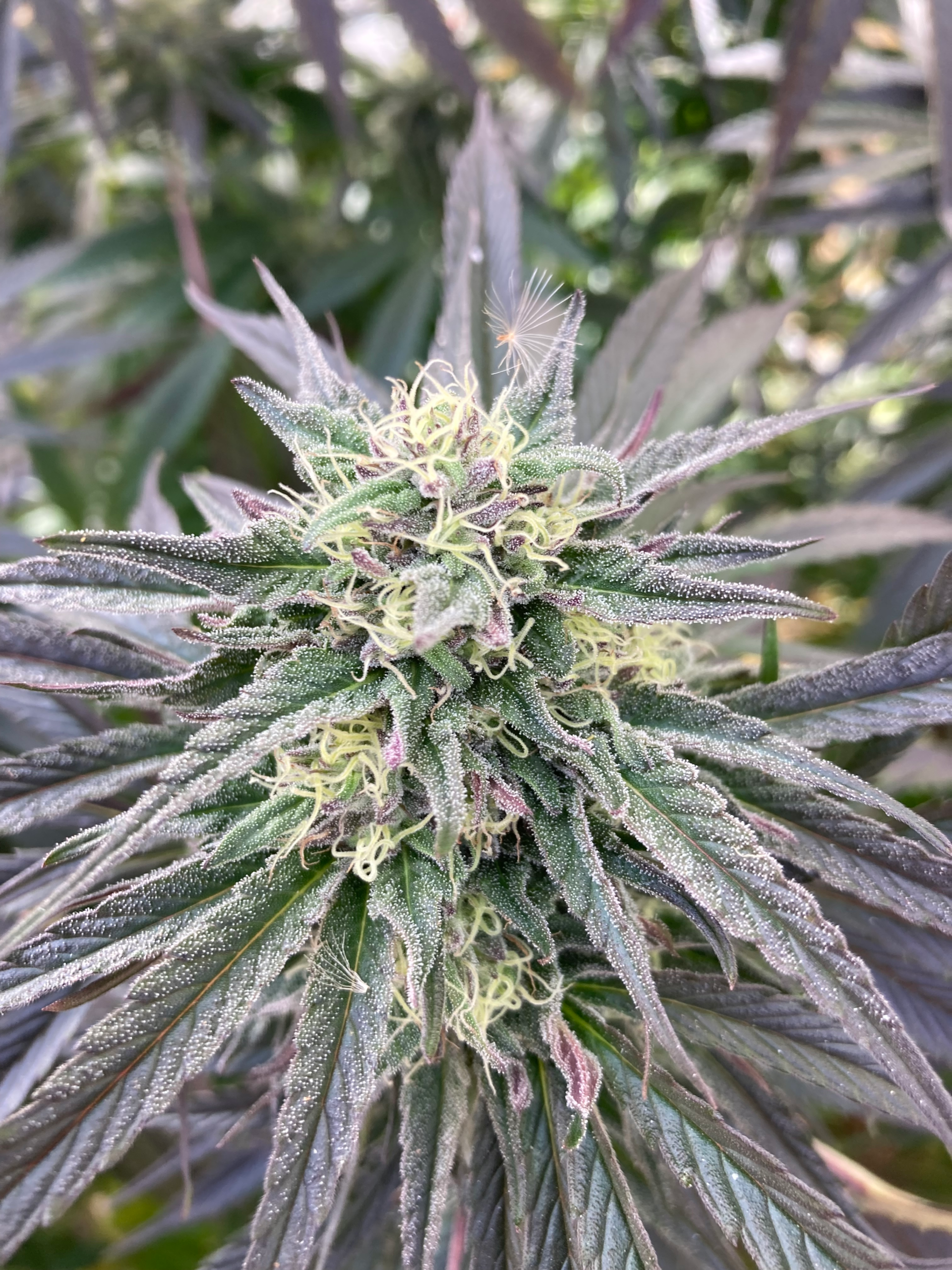 Close-up of a cannabis plant with dense, frosty trichomes on green and purple leaves. The plant appears healthy and vibrant, suggesting a thriving growth.