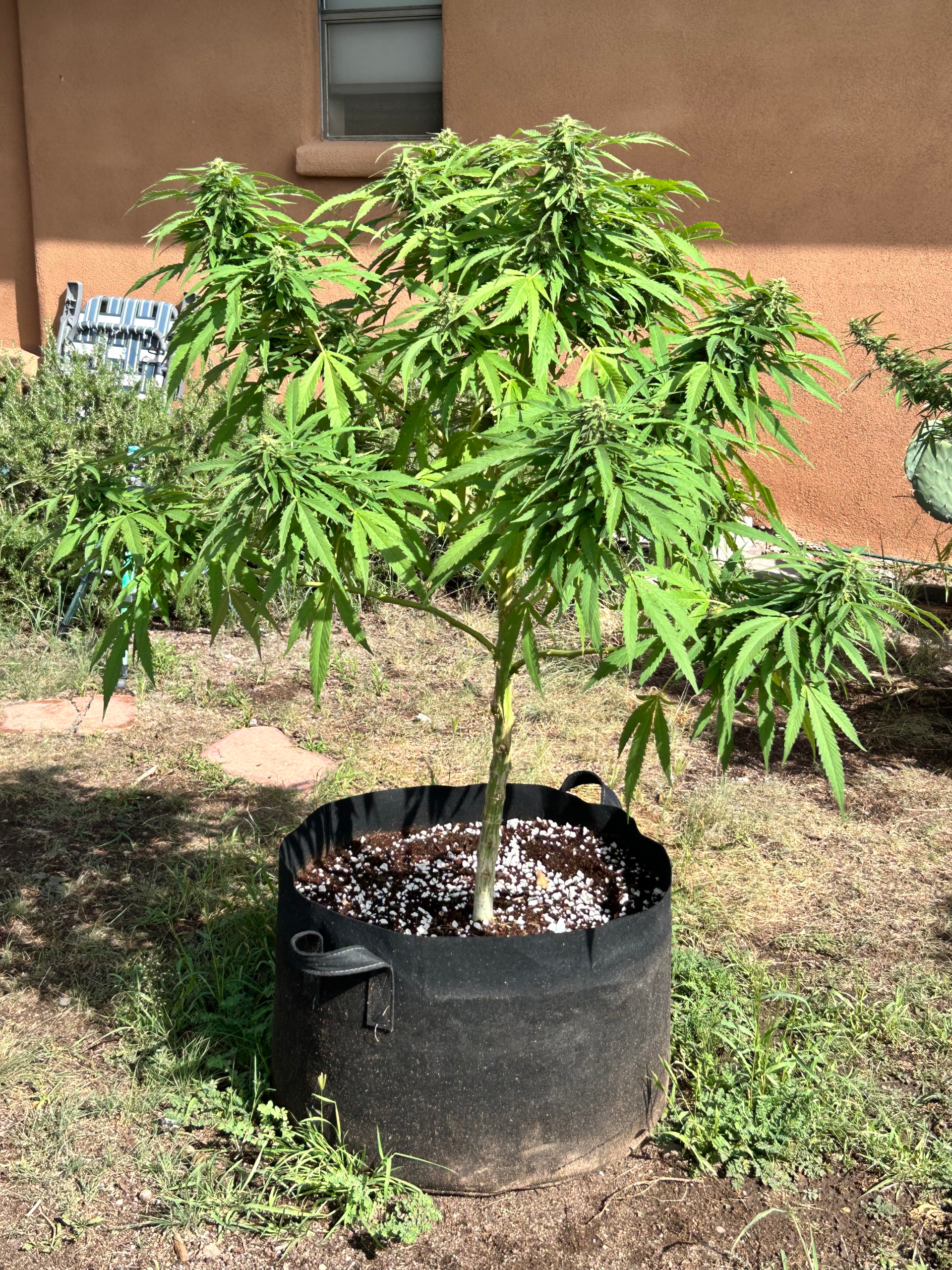 A lush cannabis plant with long green leaves grows in a large black fabric pot outdoors, near a stucco wall, on a sunny day.