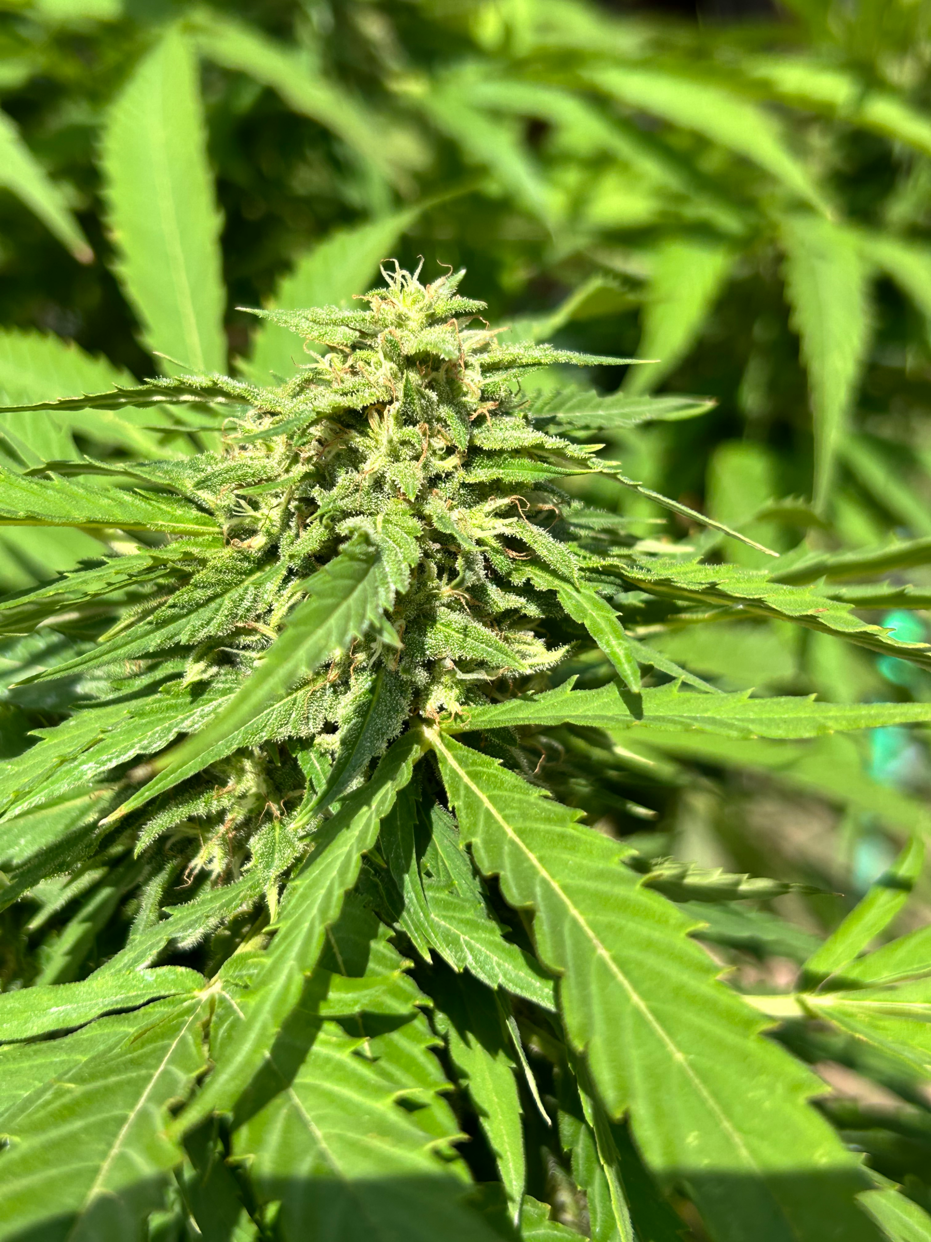 Close-up of a lush cannabis plant with densely packed green leaves and trichome-rich buds glistening in sunlight, conveying growth and vitality.