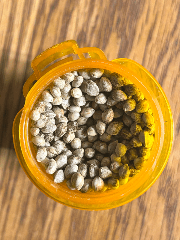 Overhead view of numerous small, round seeds filling a yellow-orange container on a wooden surface.