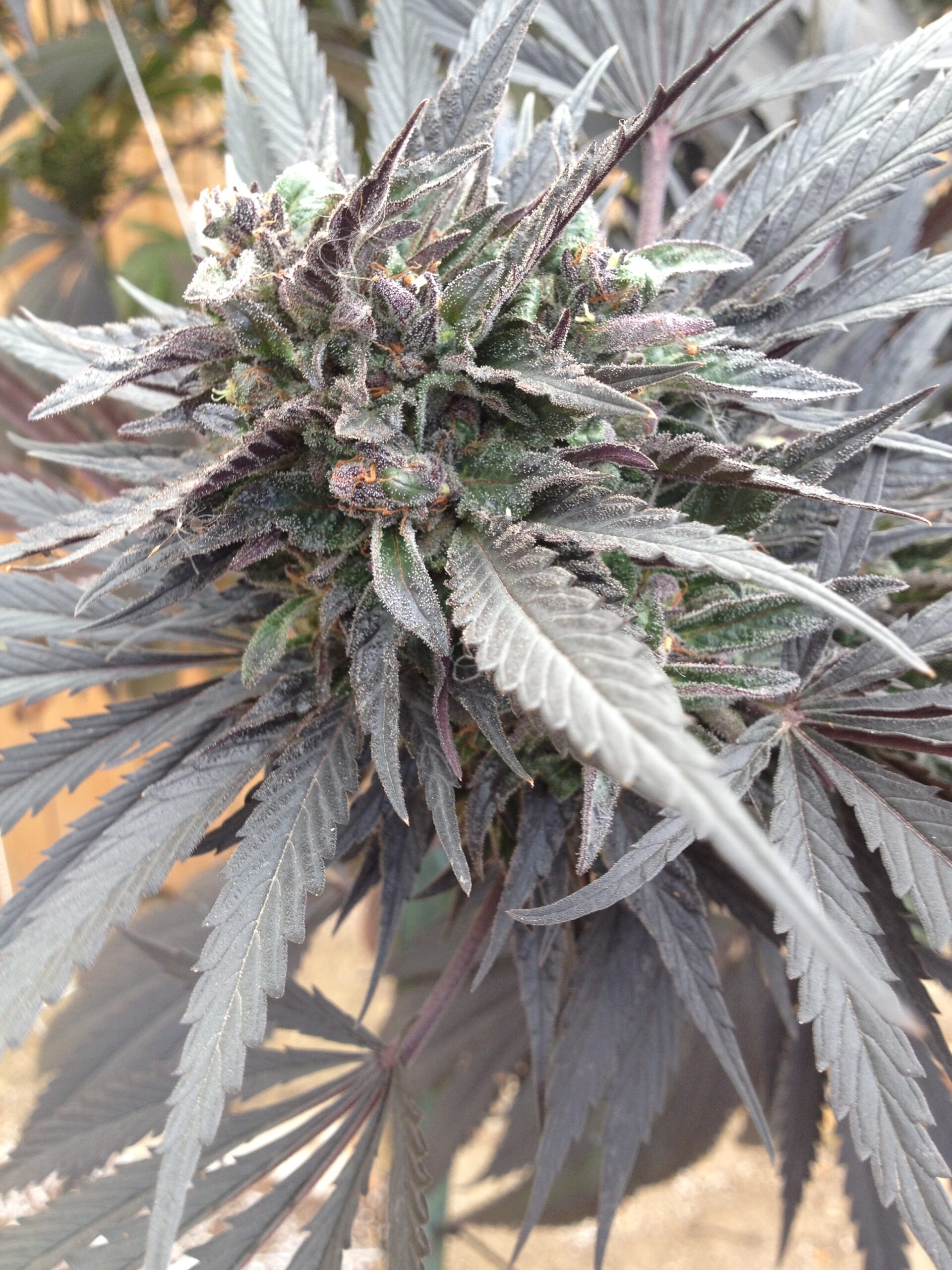 Plant